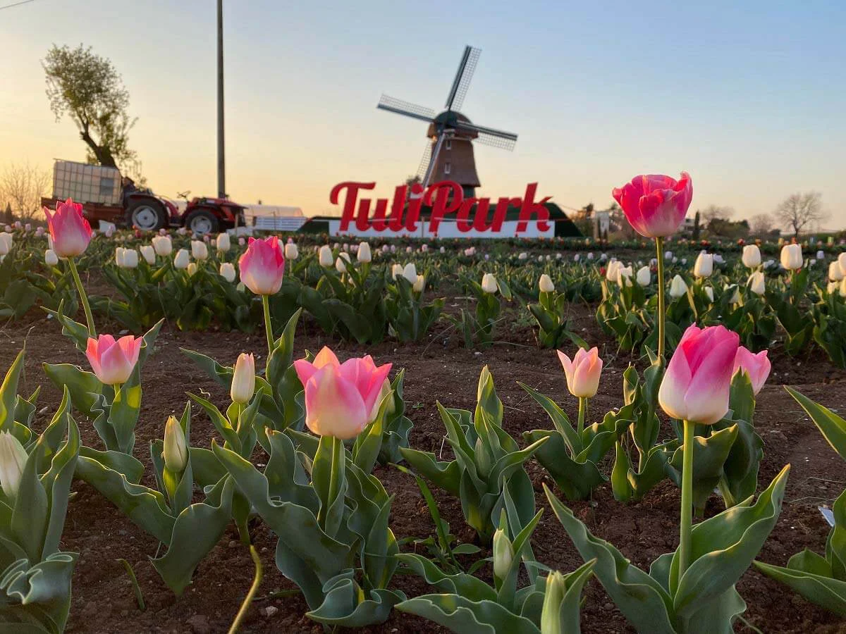 mulino-tulipark